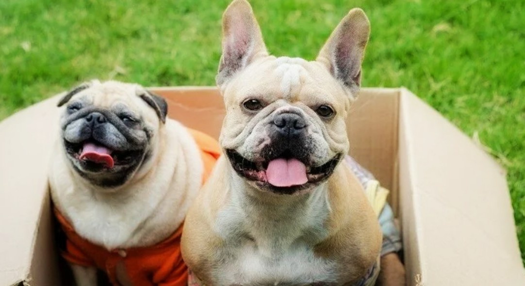 Давайте разберём 6 особенностей, которые делают мопса и французского бульдога настолько разными, что иногда кажется, будто это два противоположных лагеря.
