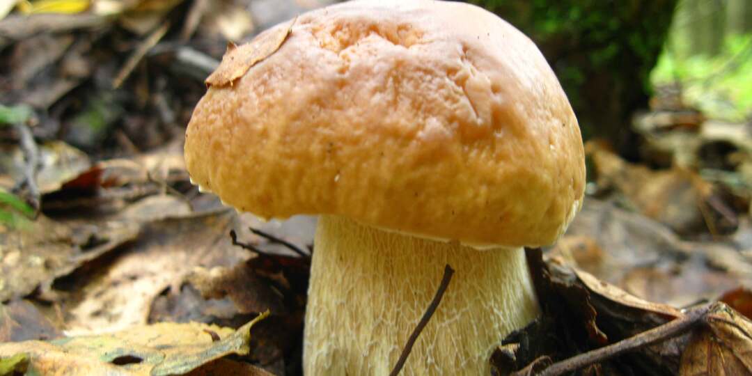 11 августа 2025 года, понедельник: День белого гриба, Рождество святителя Николая Чудотворца, Калинник, дни рождения Владимира Одоевского и Анатолия Кашпировского