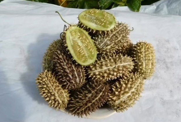    Дикий огурец из оригинального видео. Фото: Memepedia