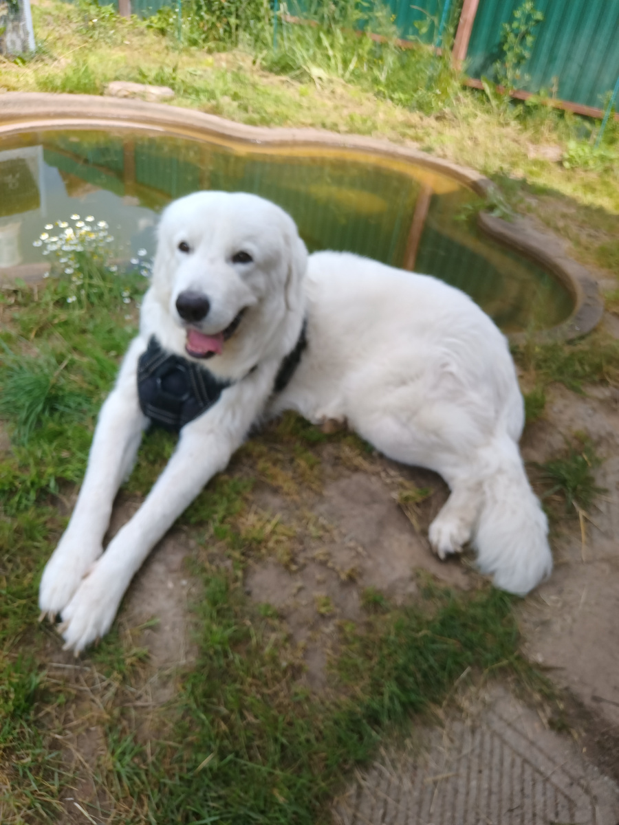 Граф готов переодеваться 