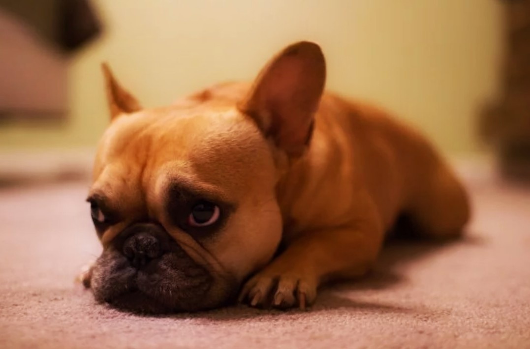 Я, честно говоря, представил, как через лет пять люди будут шёпотом обсуждать: «У него дома бульдог…» — будто речь идёт о чём-то нелегальном.
