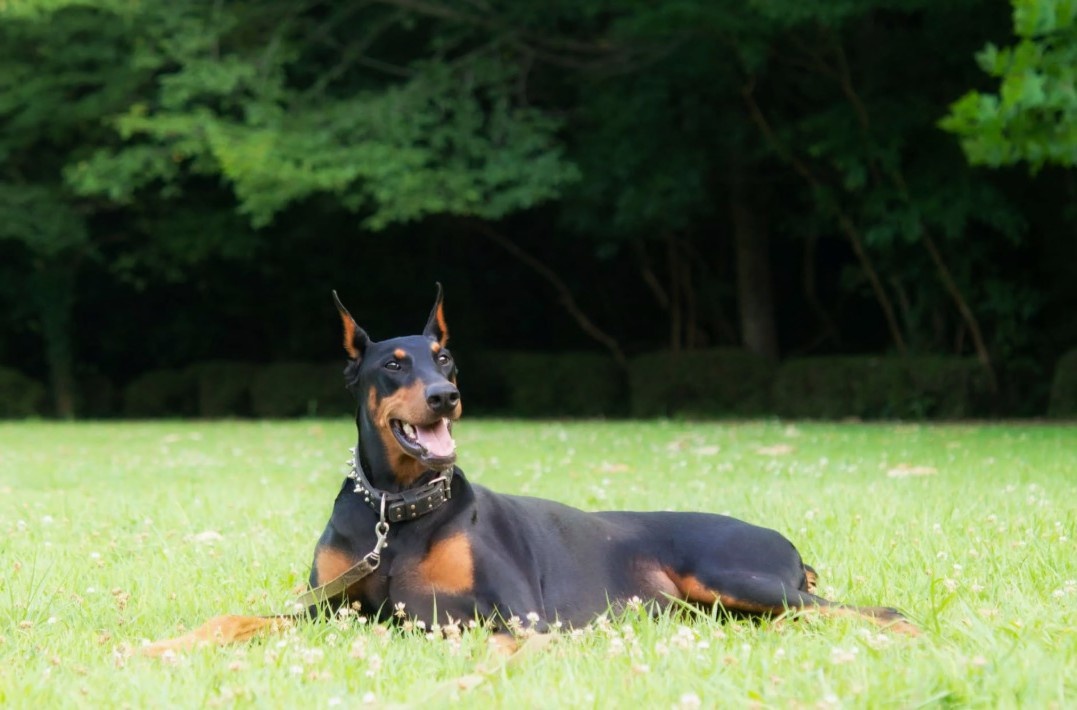 Но ведь никто не запрещает доберманов.
