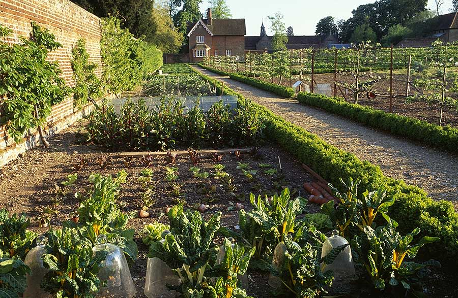 Огород в Одли-Энде