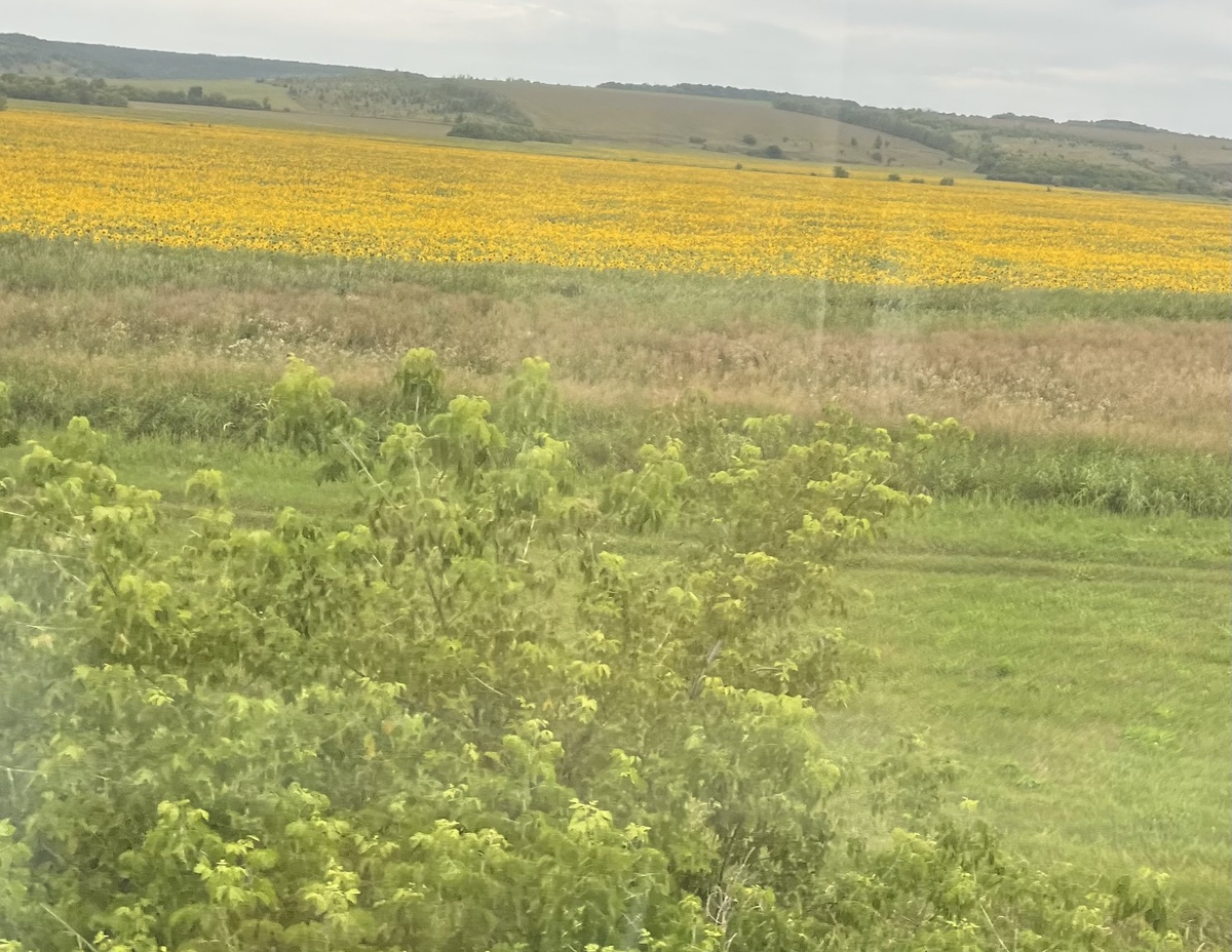 Подсолнухи за окном