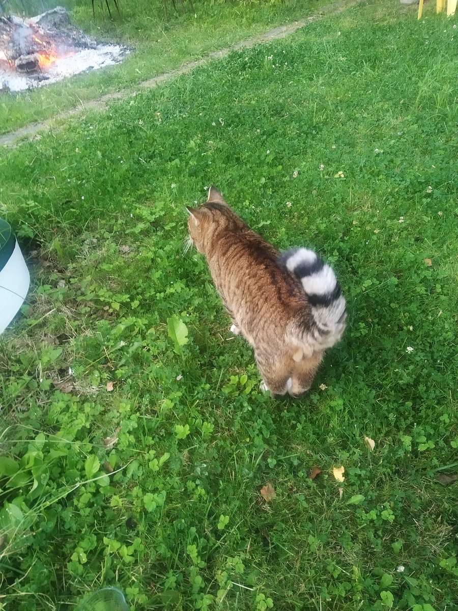 Полосатый енот