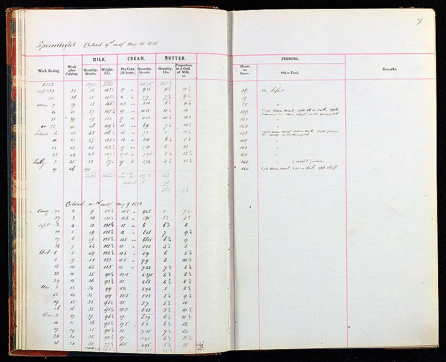Страница из племенной книги Одли-Энд, где поимённо записана каждая корова в стаде лорда Брейбрука с указанием удоя молока, сливок и масла. Эта страница – часть записи об одной из коров, Спермлайт, за 1881 год. У всех коров Одли-Энд были причудливые имена. (© Essex Record Office)