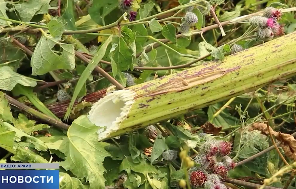 Здесь и далее: скриншоты сюжета «Первого Псковского»