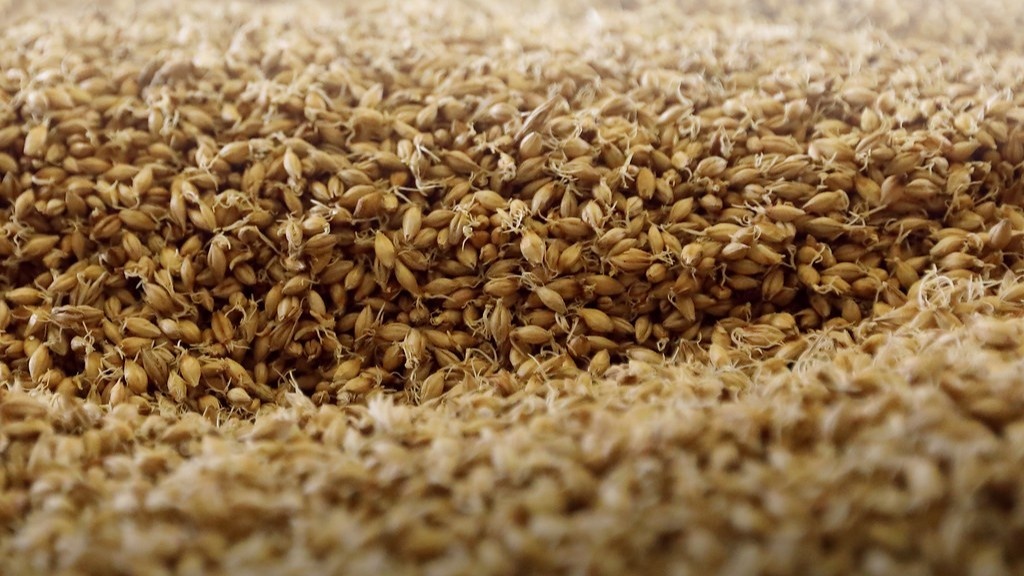 Пророщенные зёрна ячменя