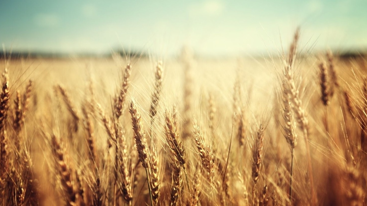 Колосья пшеницы