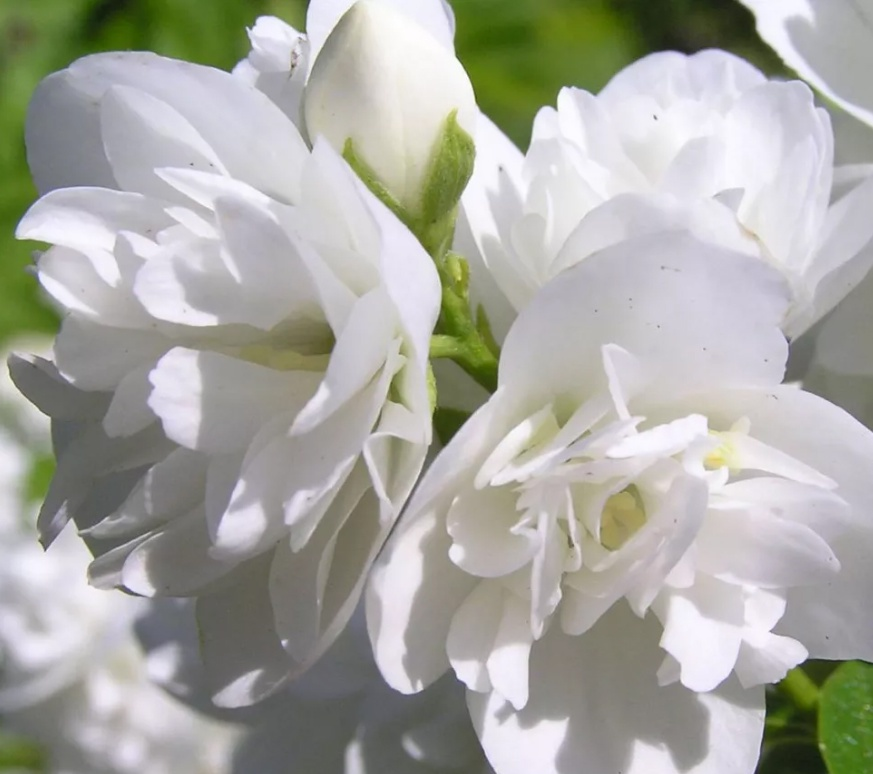 Снежная буря