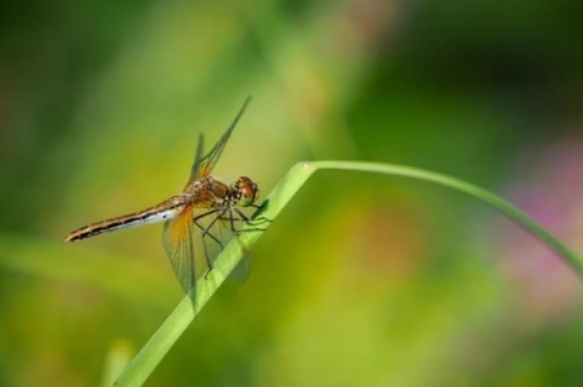    В Новосибирске девушка съела личинки бабочки ради эксперимента