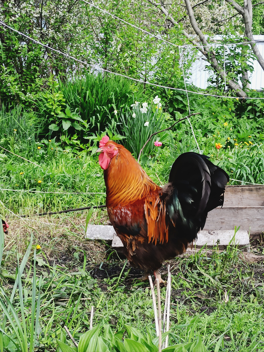 Вот он, мой красавец! 