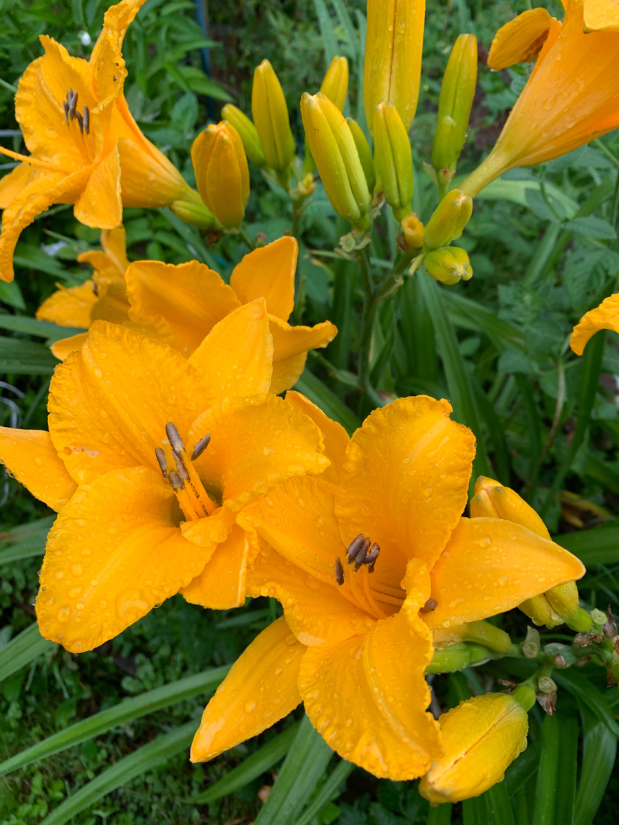 Июльские лилейники