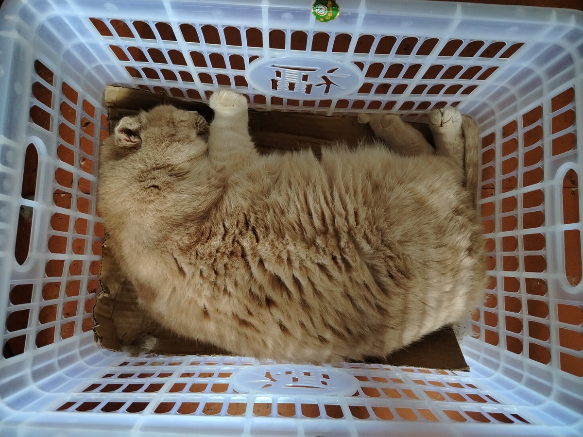 Полина. Цельных 6 кг нежнейшего веса. 