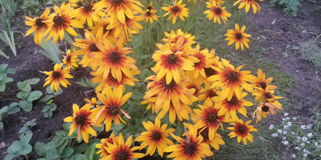 Рудбекии в саду: выращивание, уход и разнообразие видов и сортов