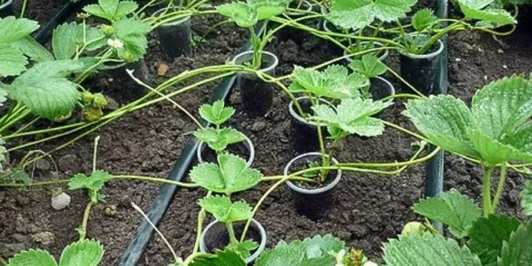 Размножение клубники усами в августе. Проверенный способ для богатого урожая.