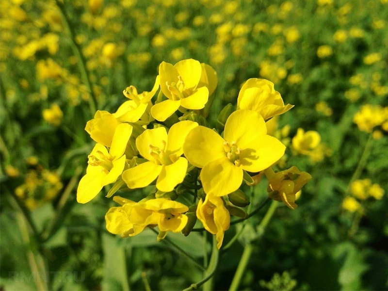 Некоторые сидераты не только полезны, но и могут порадовать симпатичным цветением