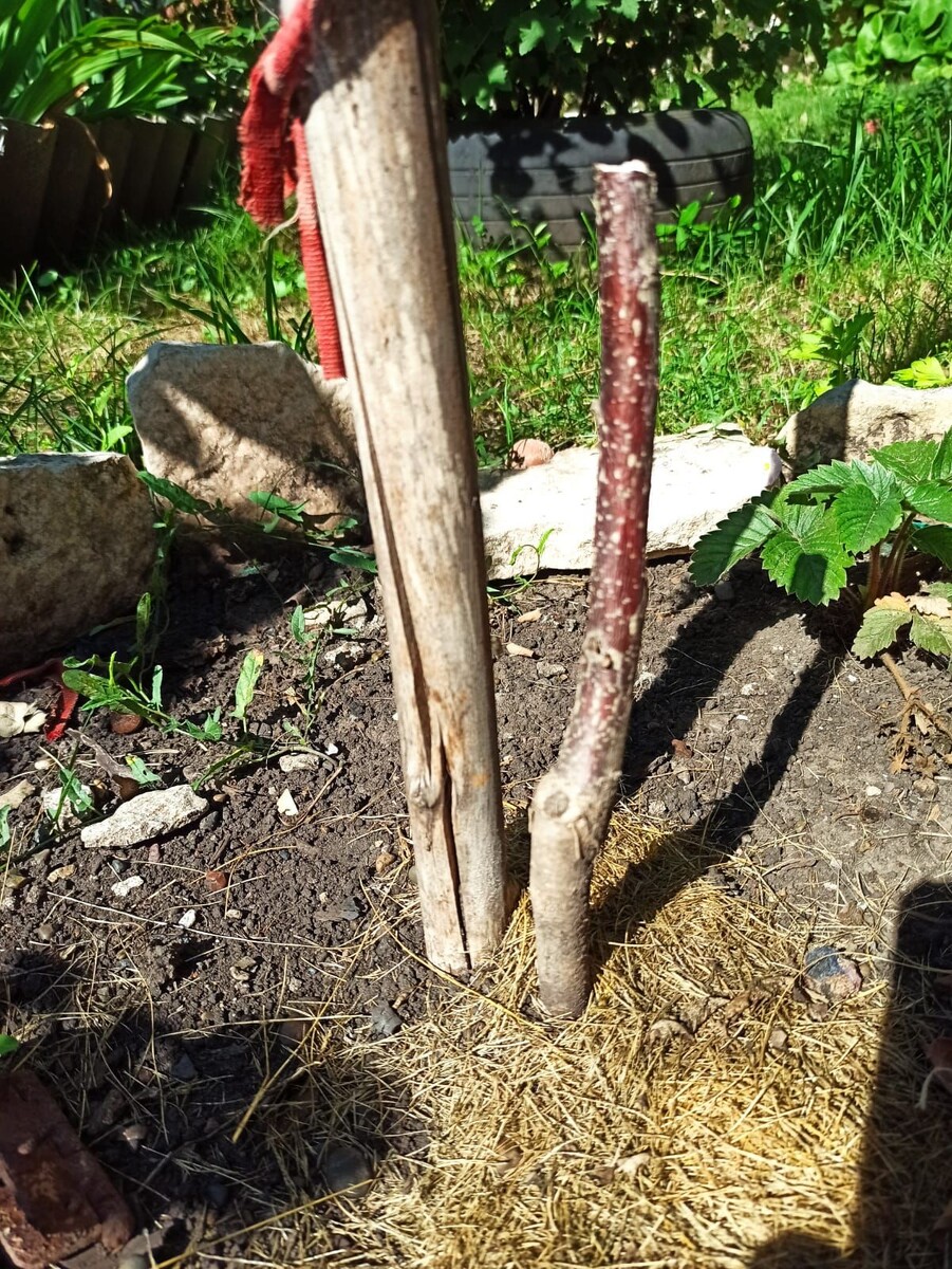    Погибший саженец