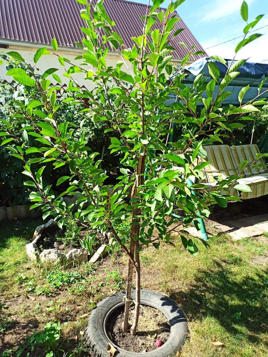    Прижившийся саженец