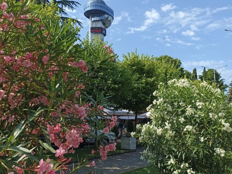 Туапсе. Цветут олеандры.