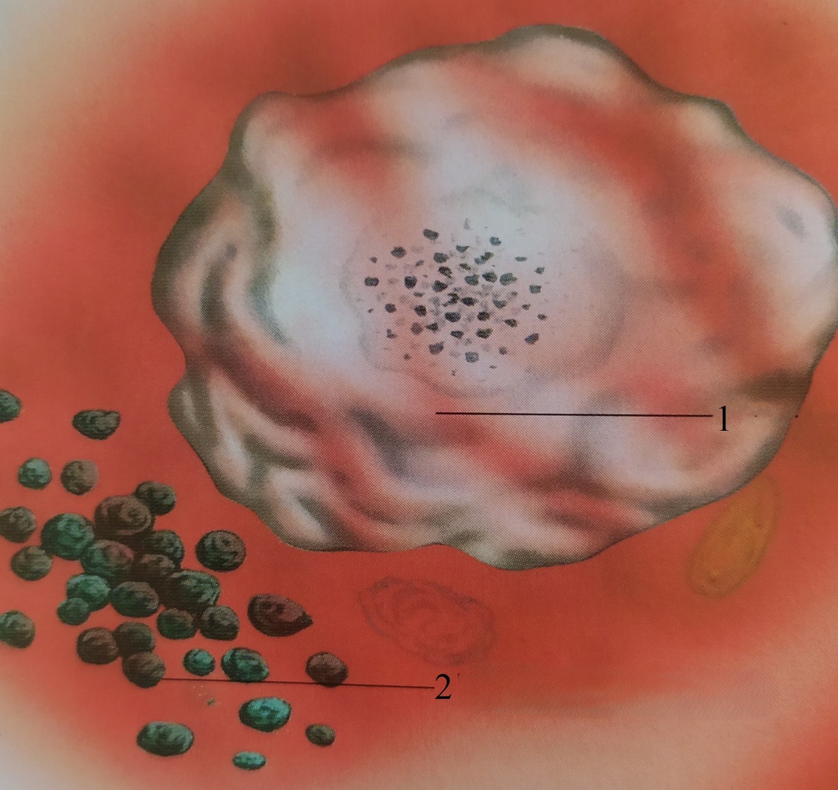 Враг приближается. 1-фагоцит, 2-бактерии