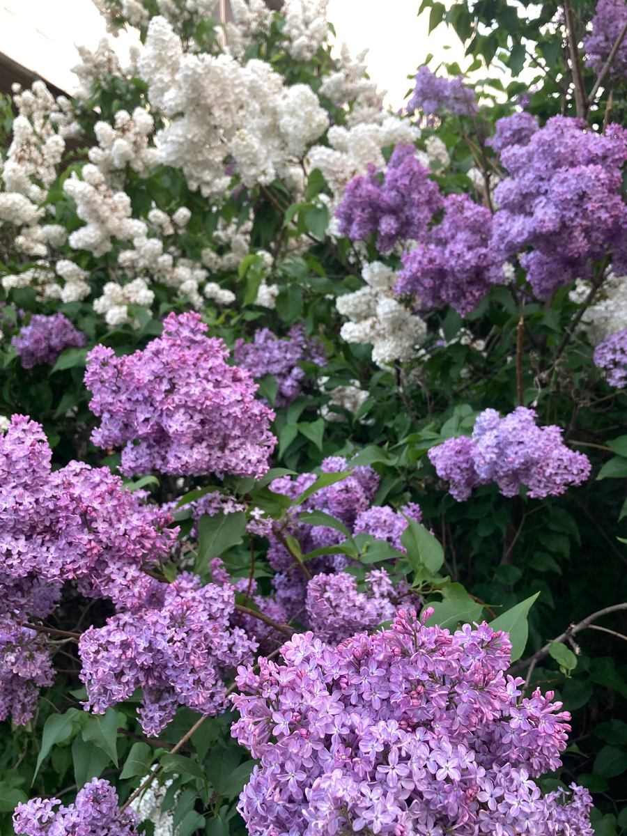 Любимая сирень