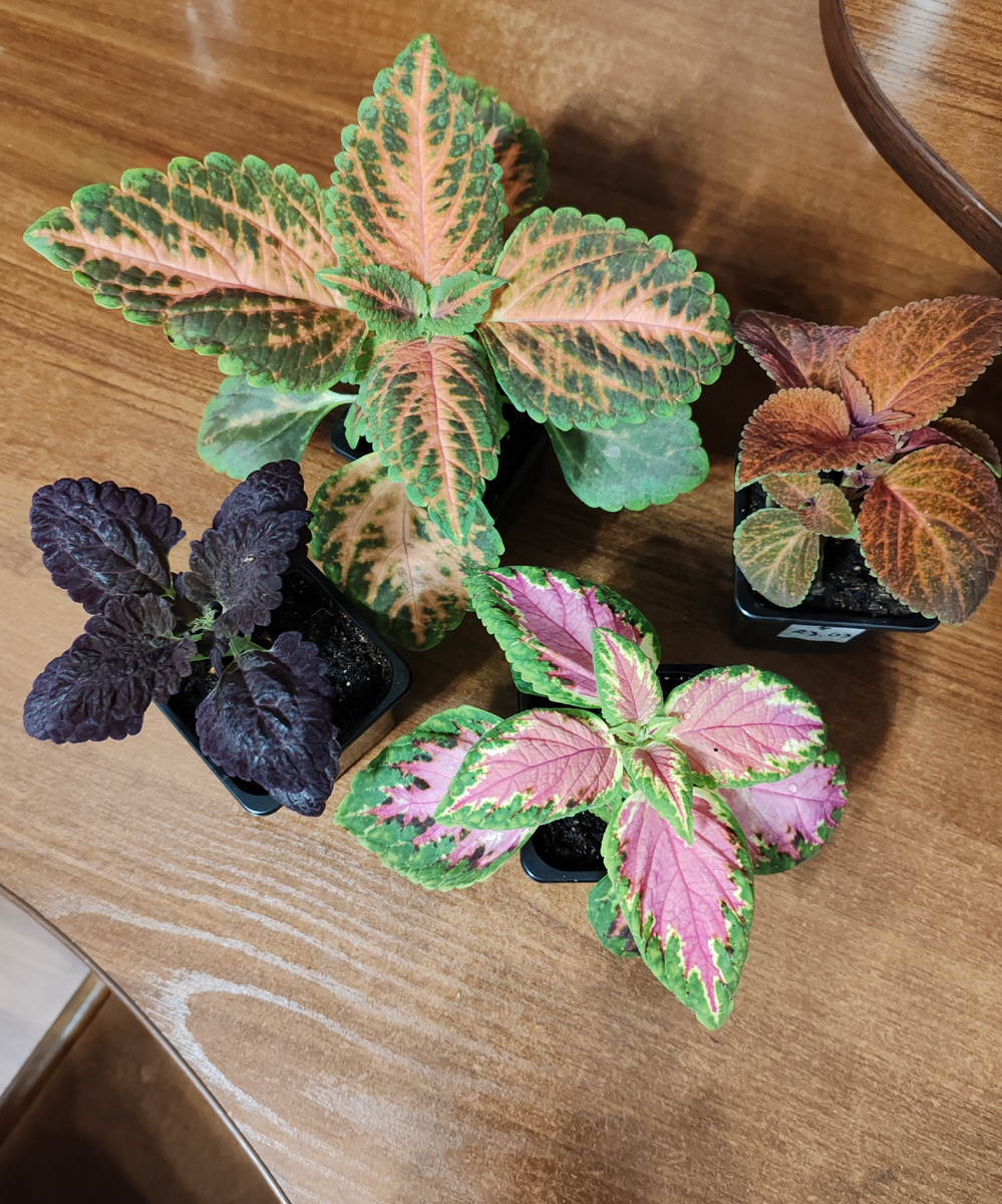 Рассада колеусов.