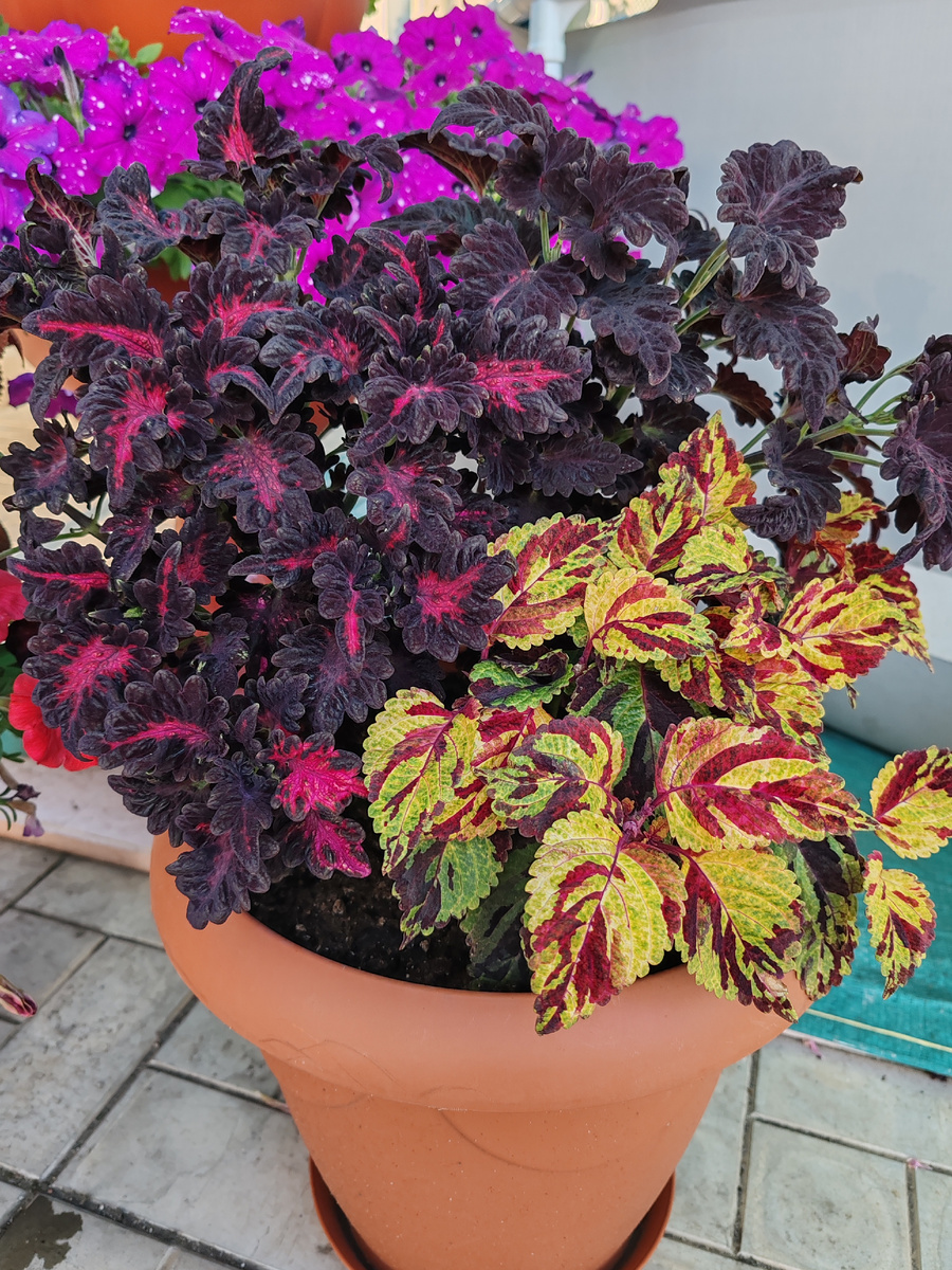 Колеус Чёрный дракон и Брайт холлидей. 