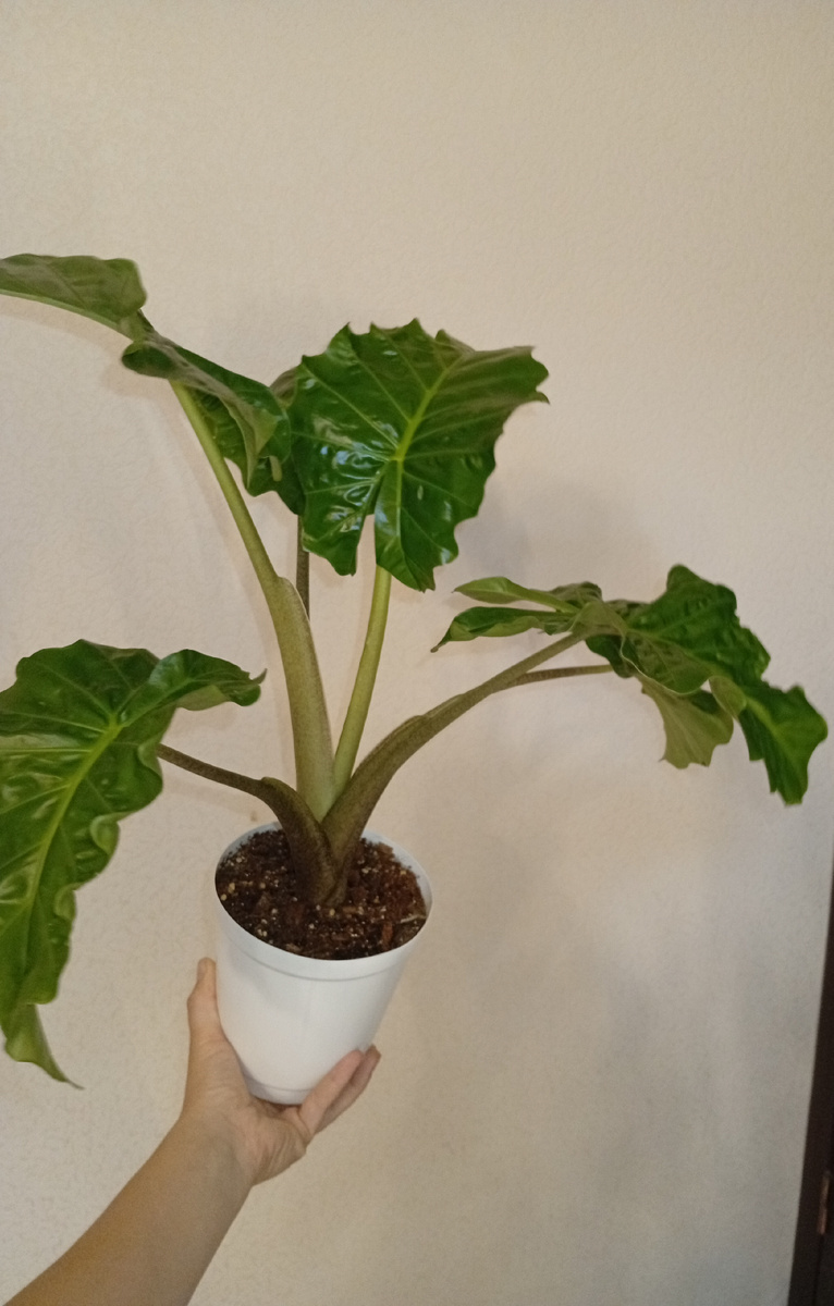 Деток отсадила