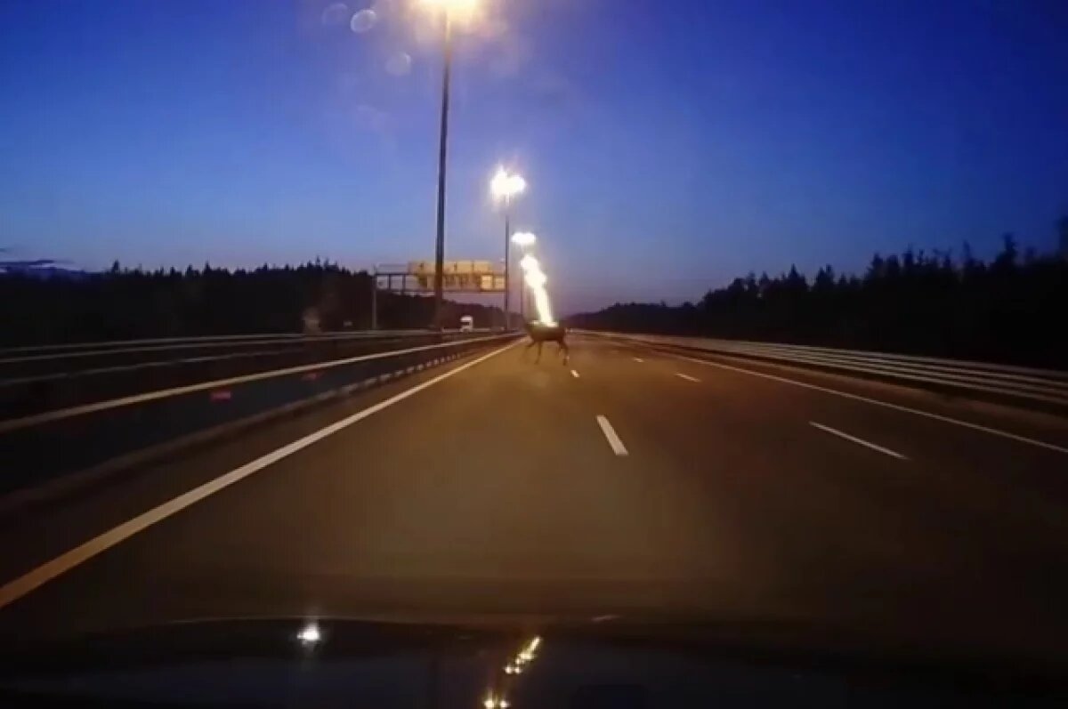    Лось устроил сюрприз водителям на КАДе под Петербургом