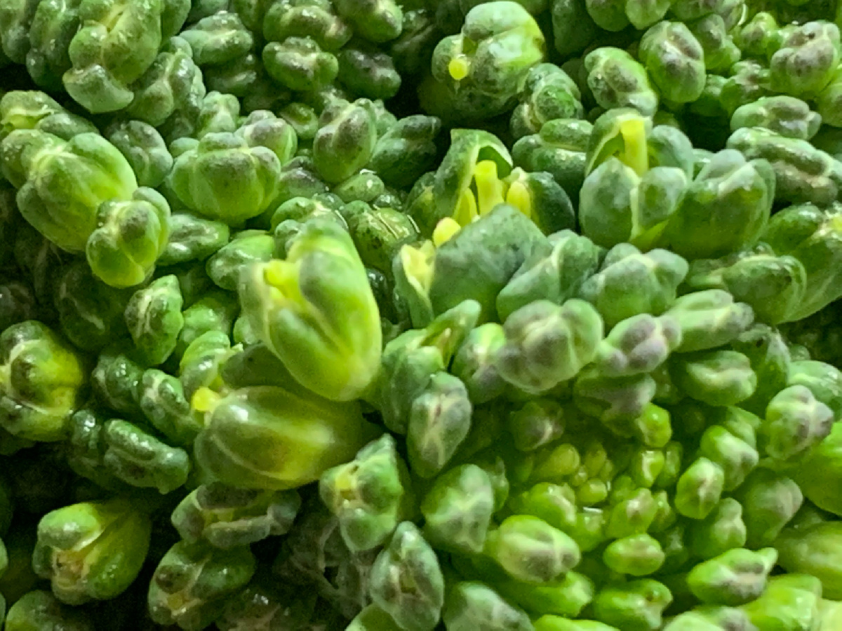 Раскрываются цветочки 