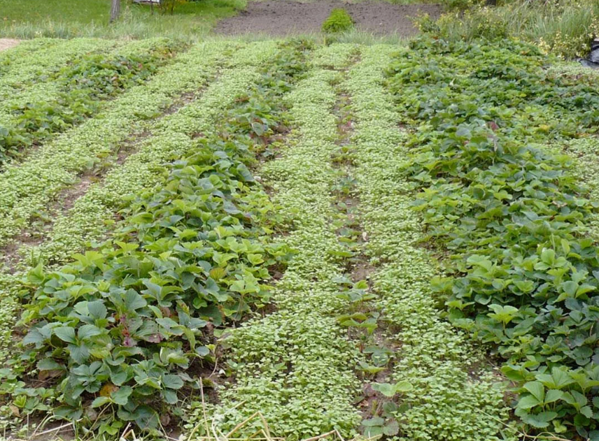 Сидерат в междурядьях земляники