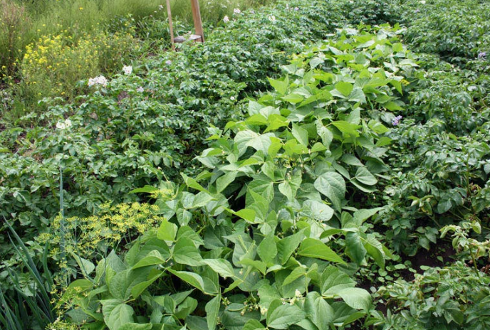 Междурядья - ценный ресурс для повышения плодородия огорода. Простой прием, который реально экономит в разы