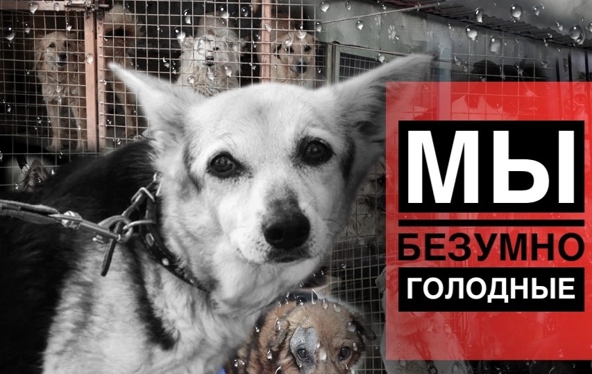 Сегодня в приюте РАЗГРУЗОЧНЫЙ ДЕНЬ, собак кормить нечем!