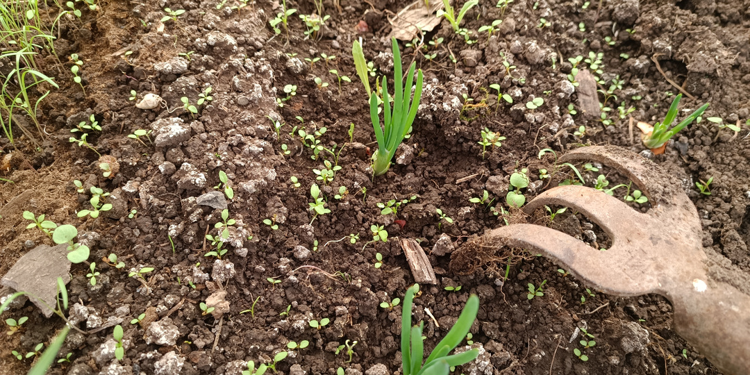 Как оживить почву за 2 года без КамАЗа навоза. Календарь подкормок по бедной земле