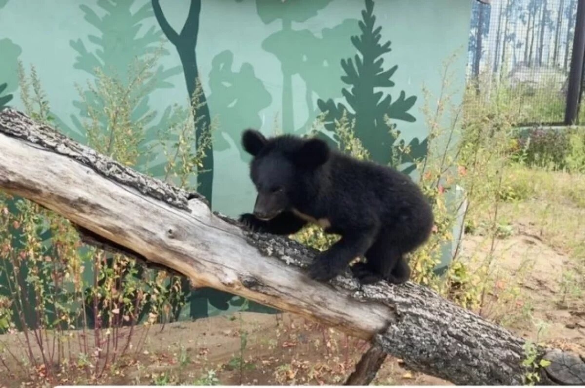    В Пермском зоопарке переселят в другой вольер маленькую медведицу Мику