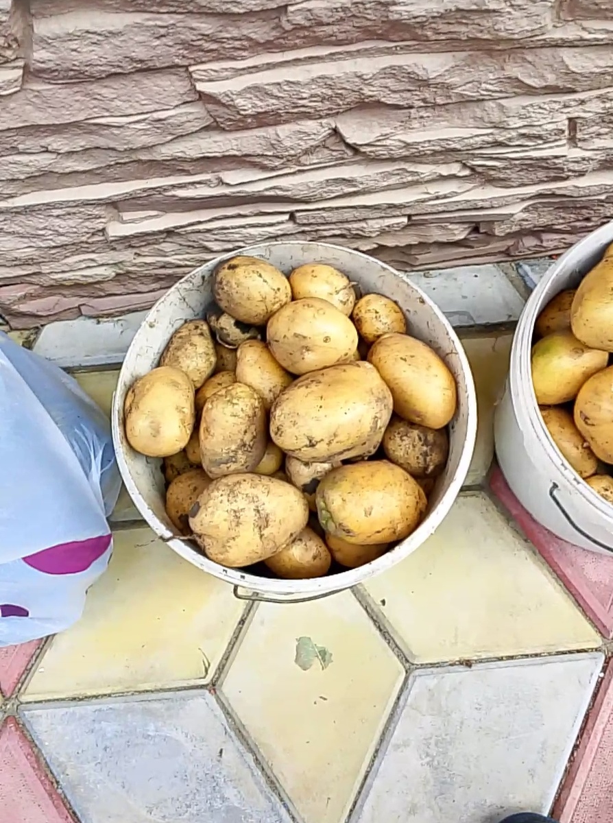 Урожай Картошки пока такой 