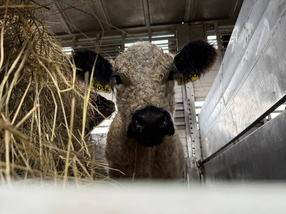 Designed by skotovody.com