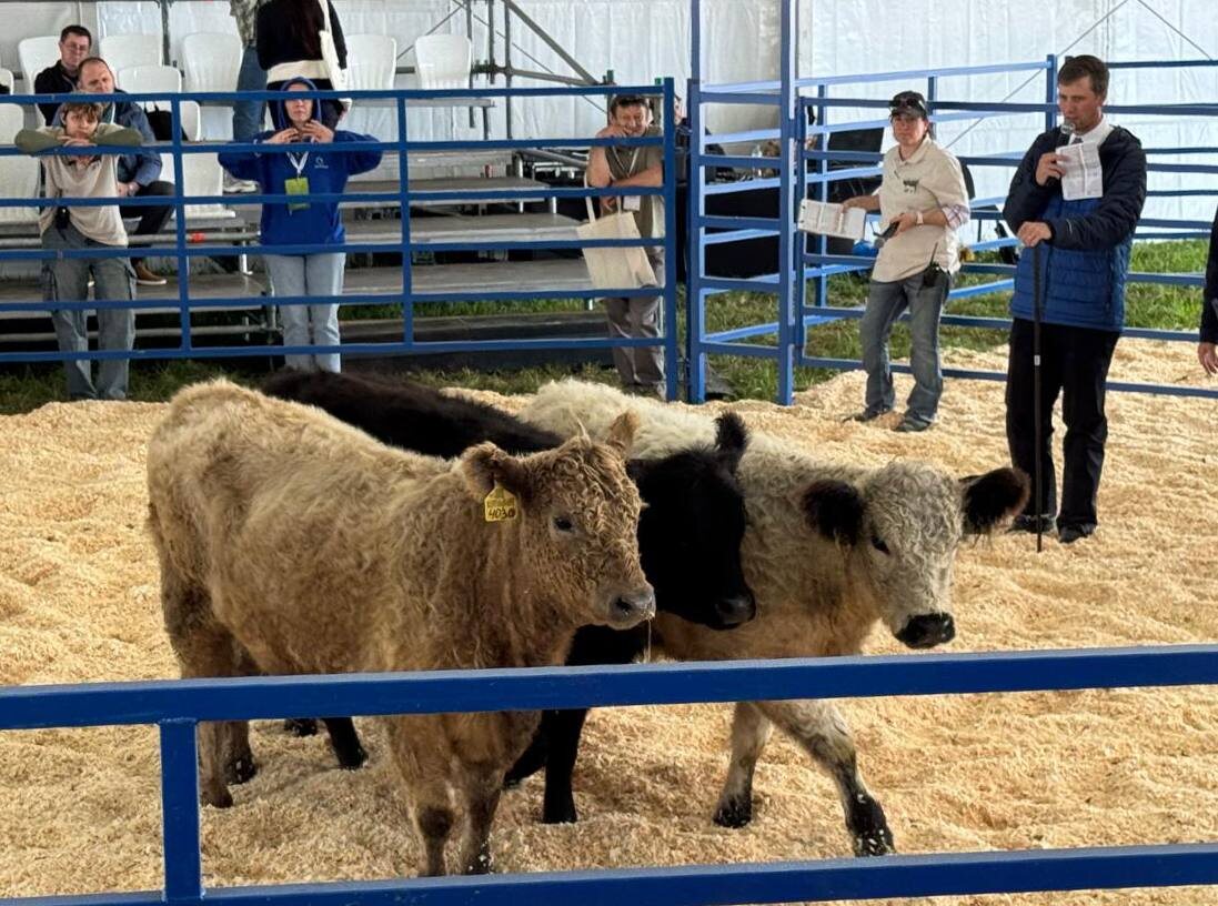 Designed by skotovody.com