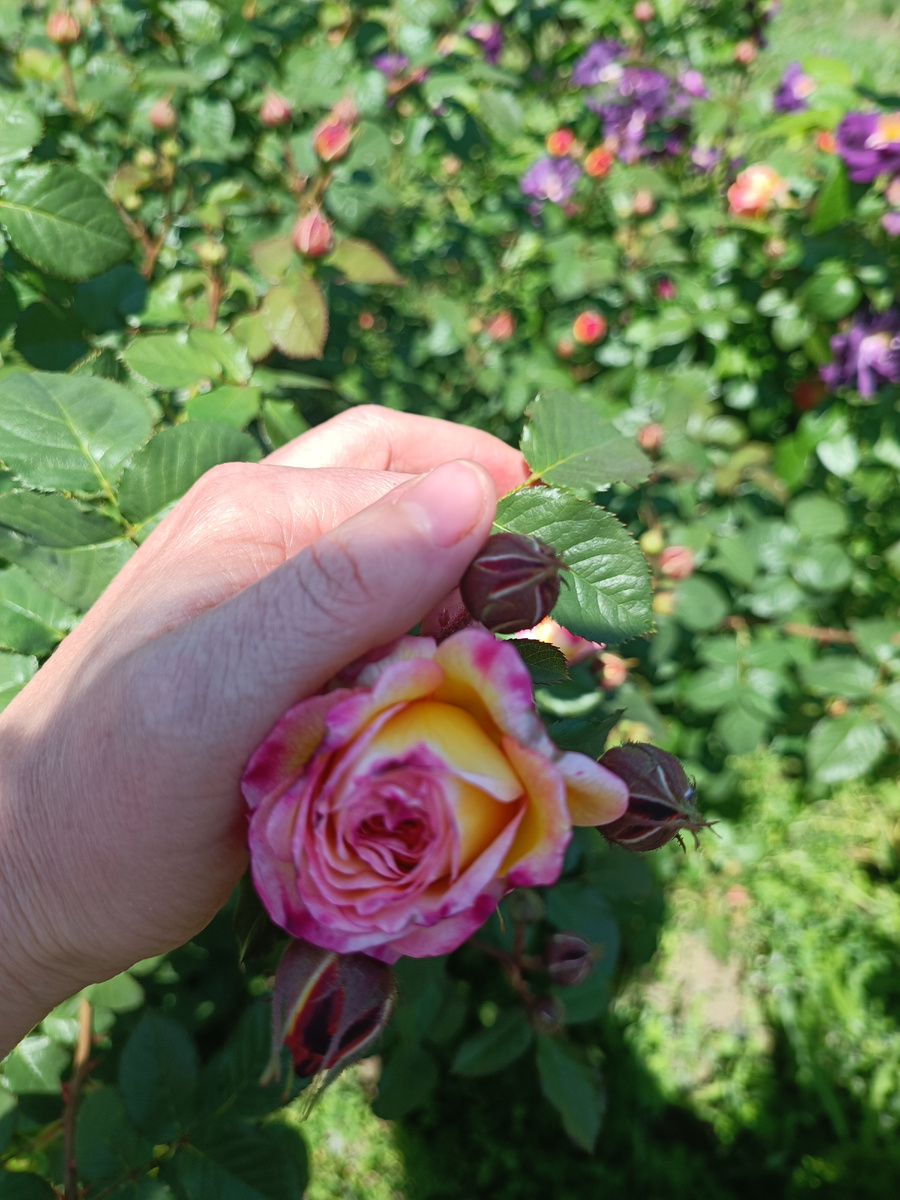Даже по огороду не ходится. Не понимаю, что там нужно выхаживать и зачем🙄
