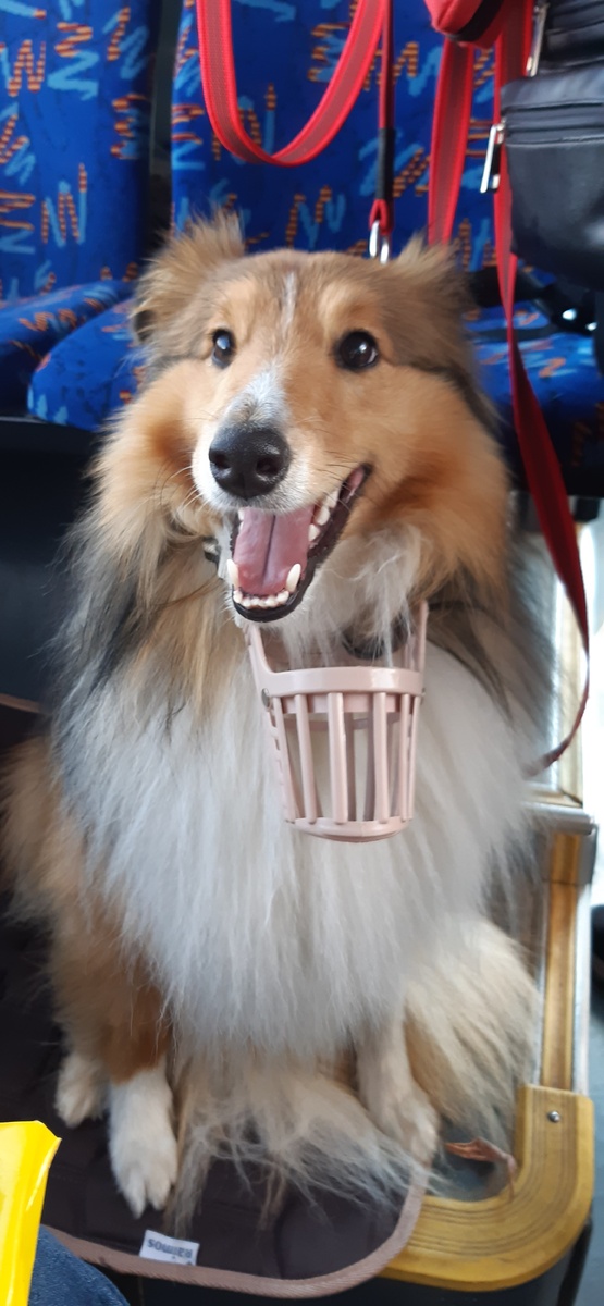 Едем на троллейбусе.