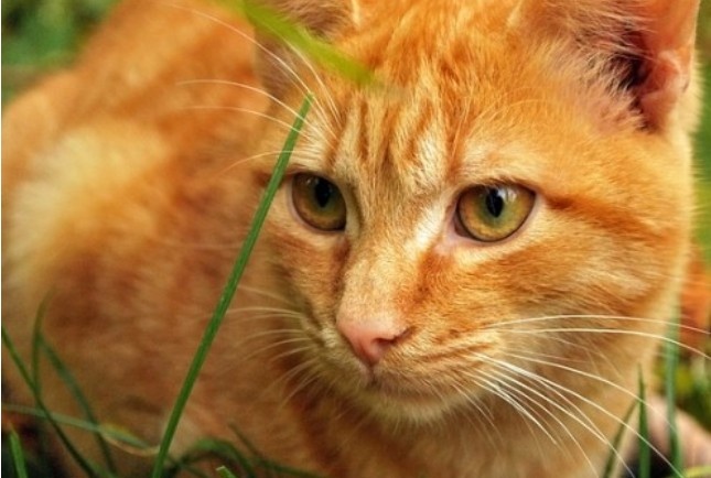 Фото взято из интернета 