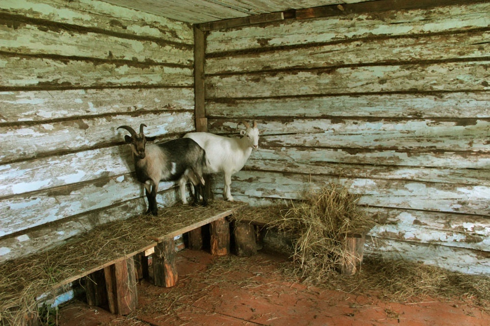 общий загон