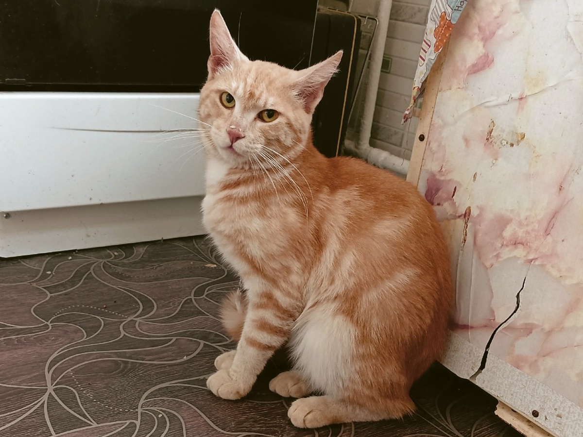 Красавчик Саймон не может рассказать почему он стал бездомным, но мы уверены, что причина не в нём, а в его бывших хозяевах