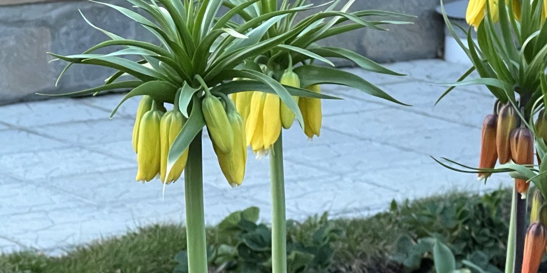 Когда и как сажать Рябчик императорский: мой опыт, основанный на ошибках