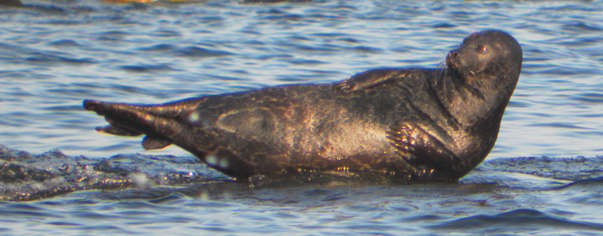 Ленмак ан тижел апрен яатачьлок яаксжода