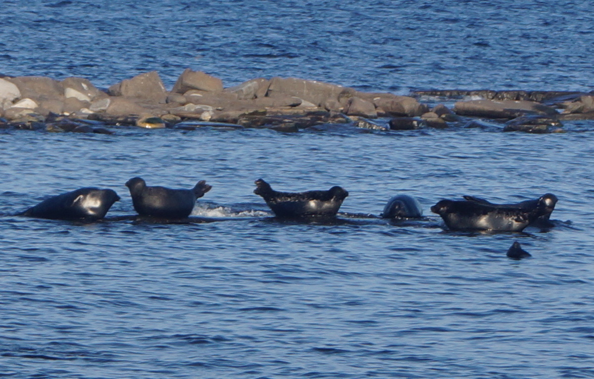 Ладожские тюлени лежат на камне