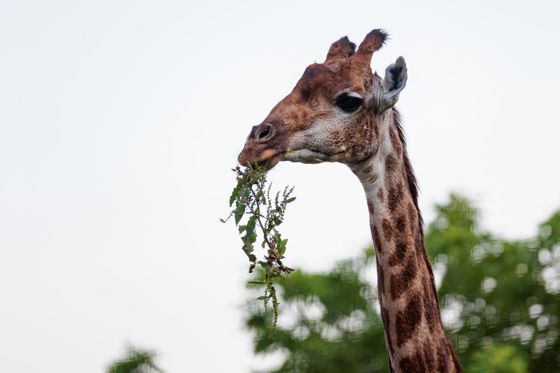    Фото: Edgar Breshchanov/Globallookpress