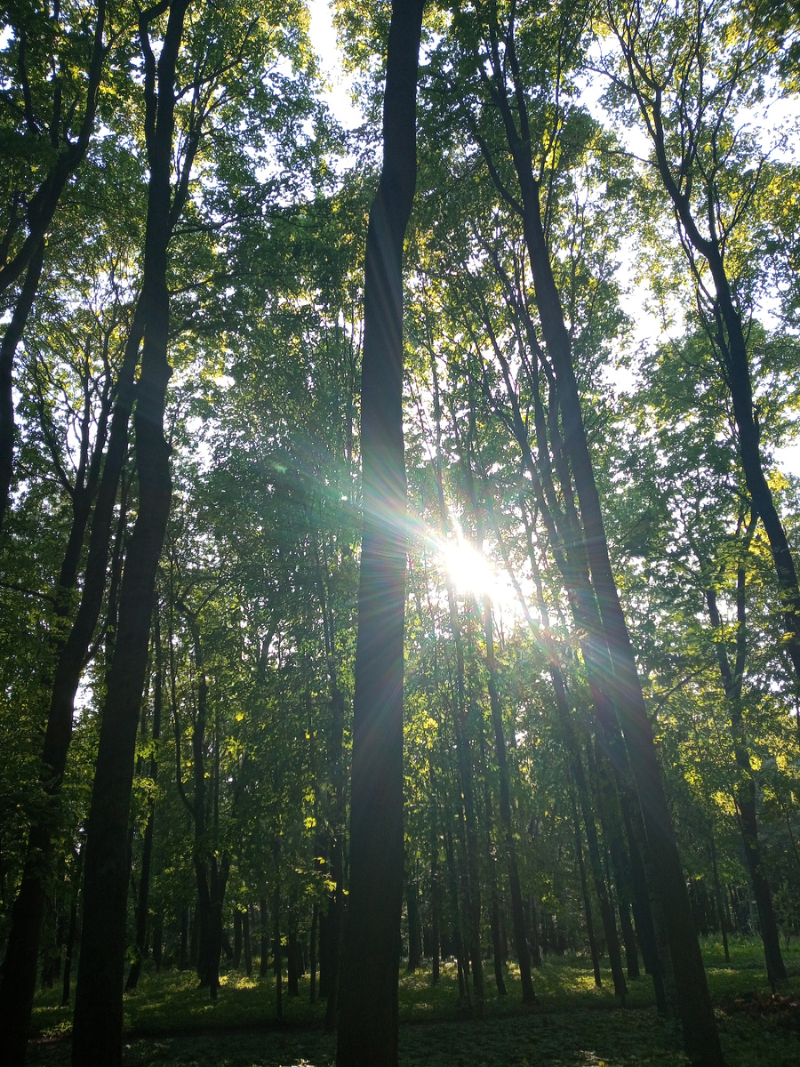 парк Лесотехнической академии, ст. м. Лесная, СПБ