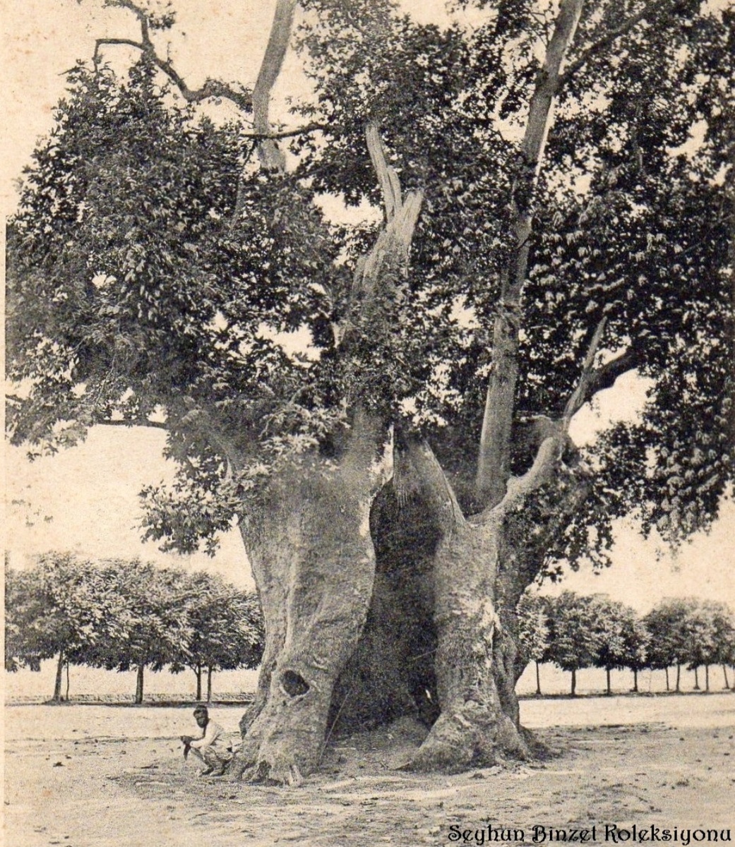  Чинара, у которой произошёл инцидент. Фото из коллекции Шейхуна Бинзета, 1901 год.